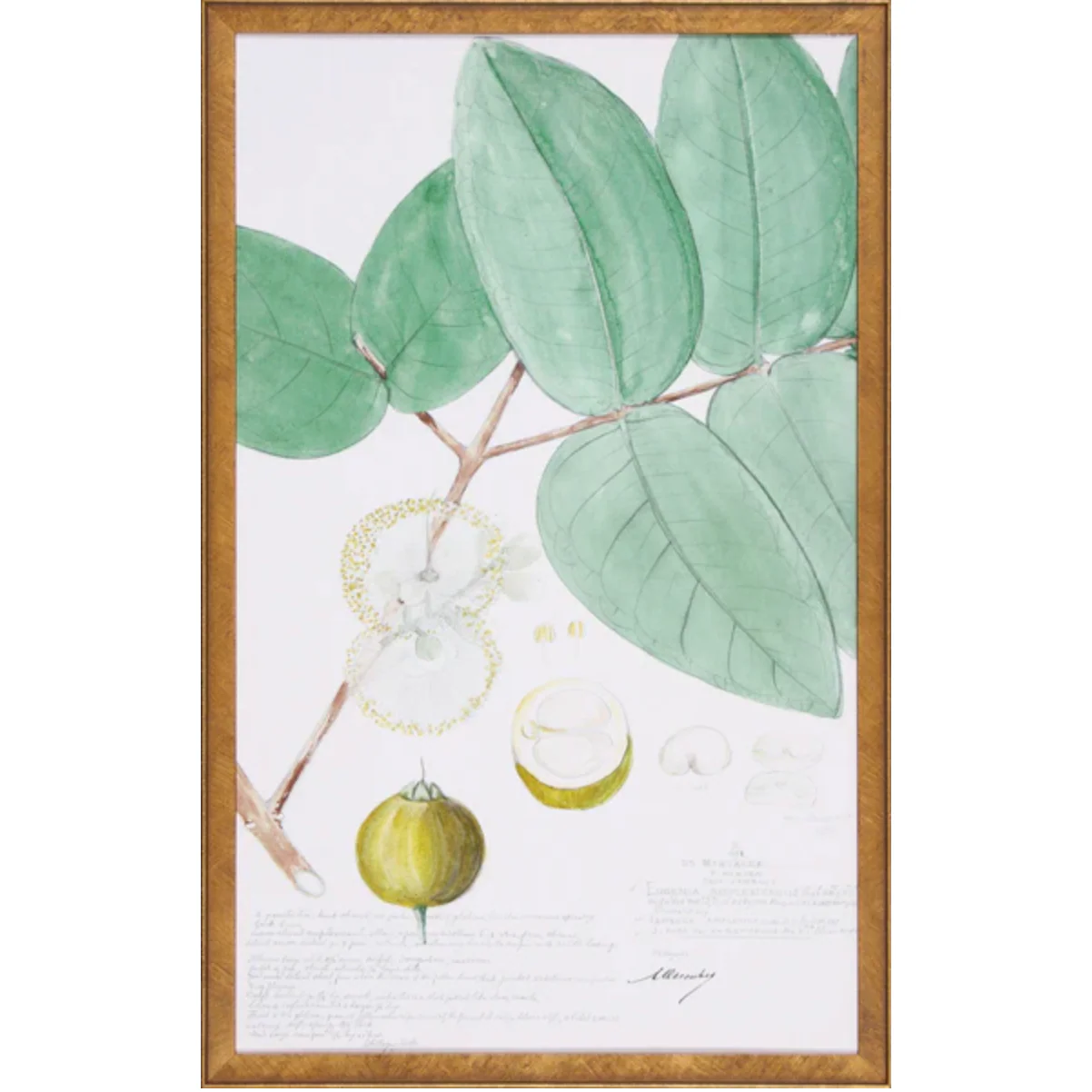 Descubes Fruit I