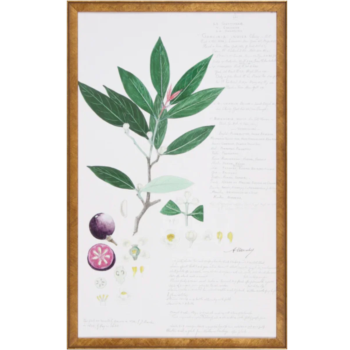 Descubes Fruit II