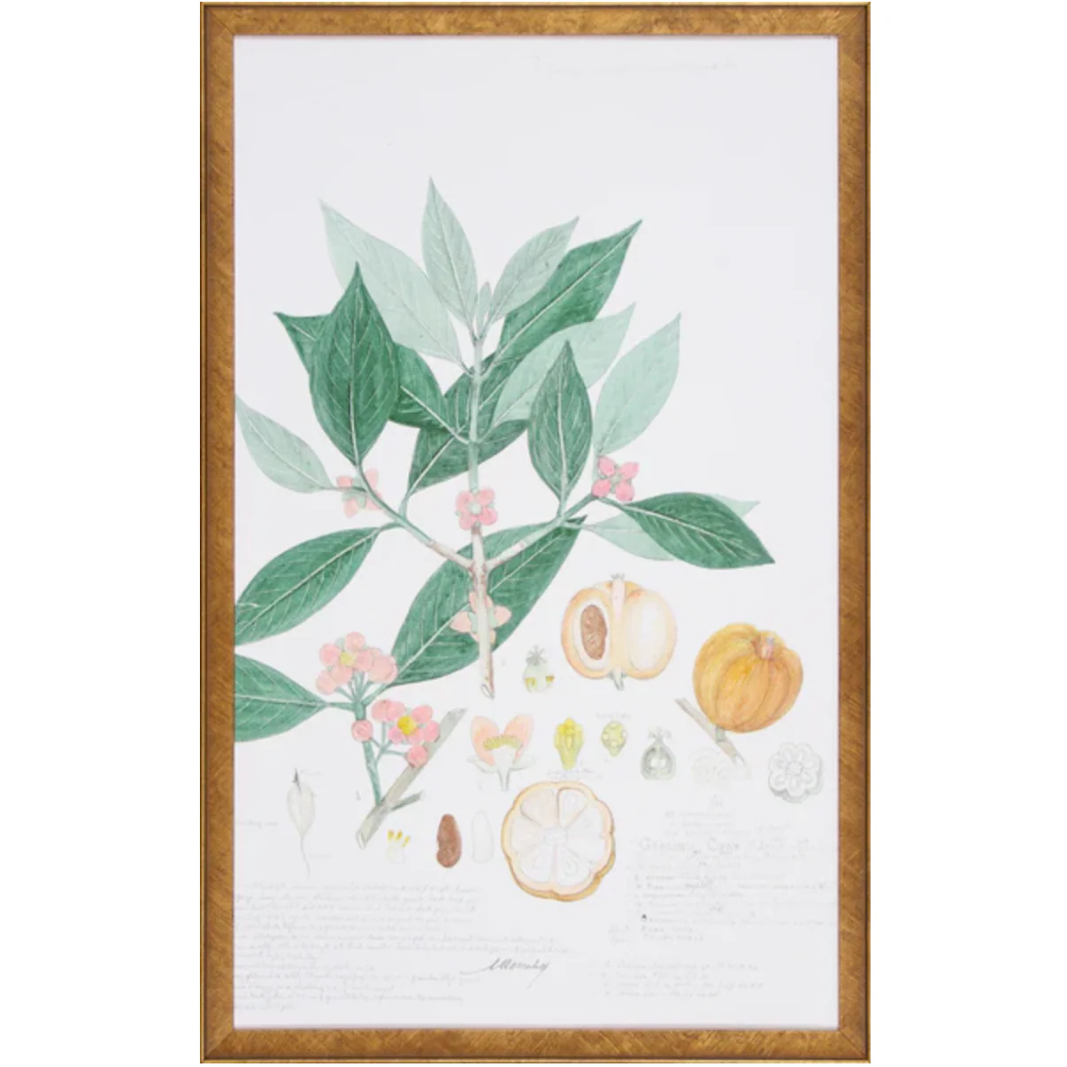 Descubes Fruit III