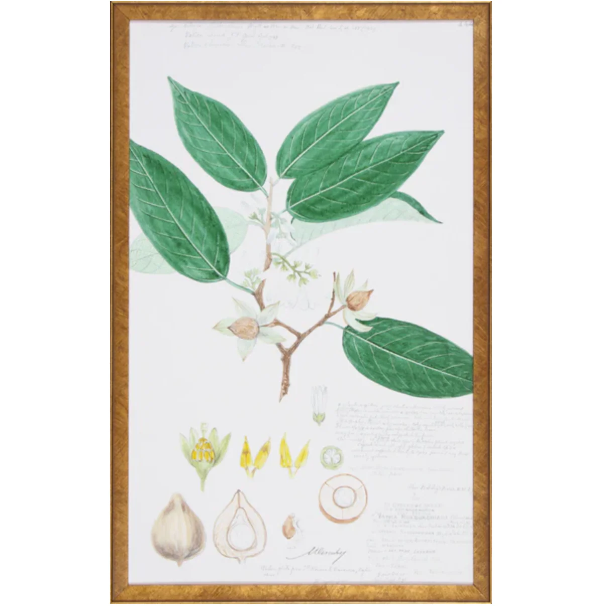 Descubes Fruit IV