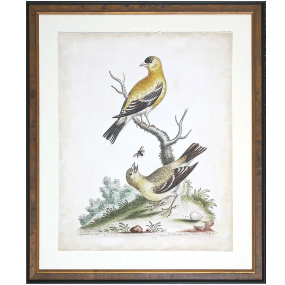 Edwards Birds III