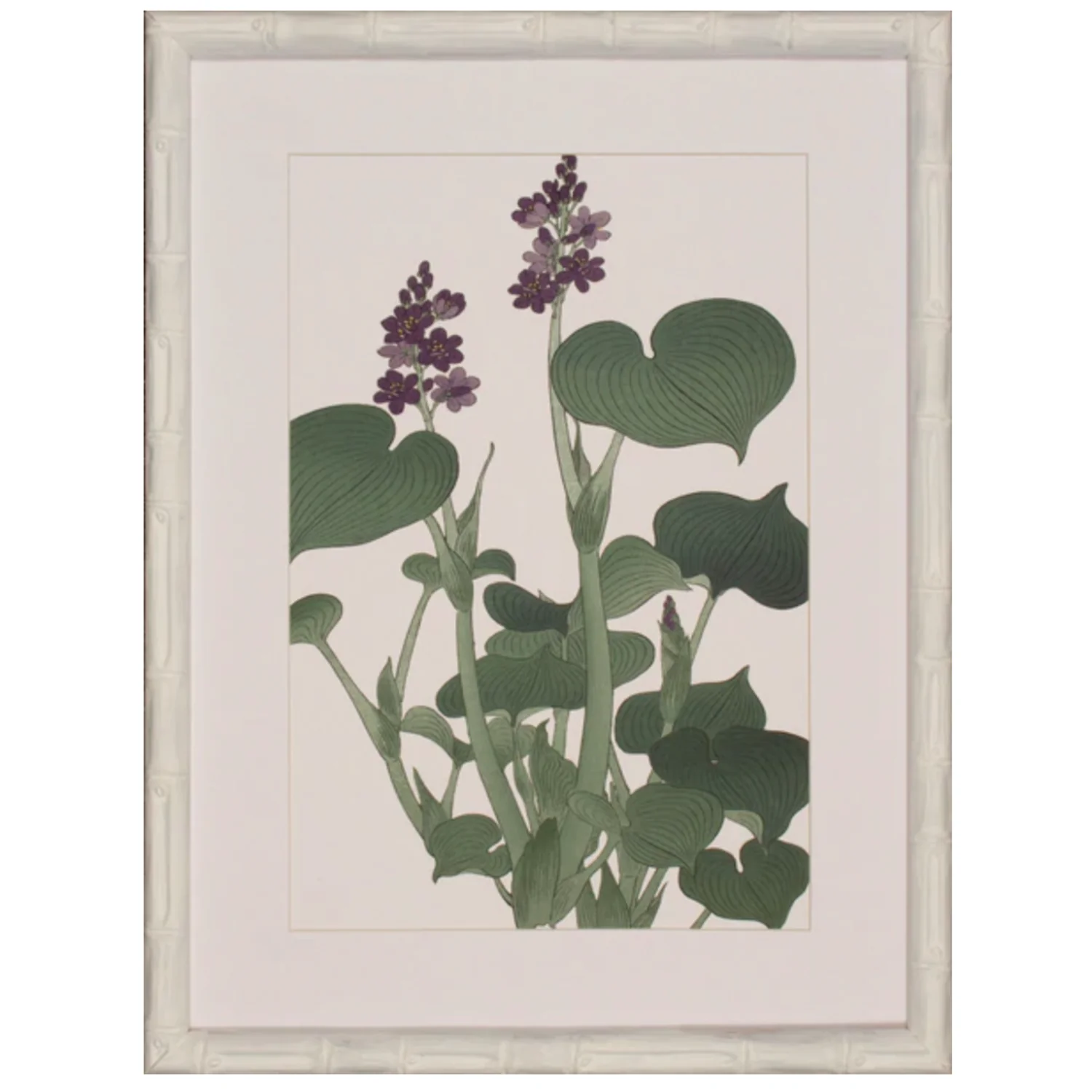 Hostain Bloom