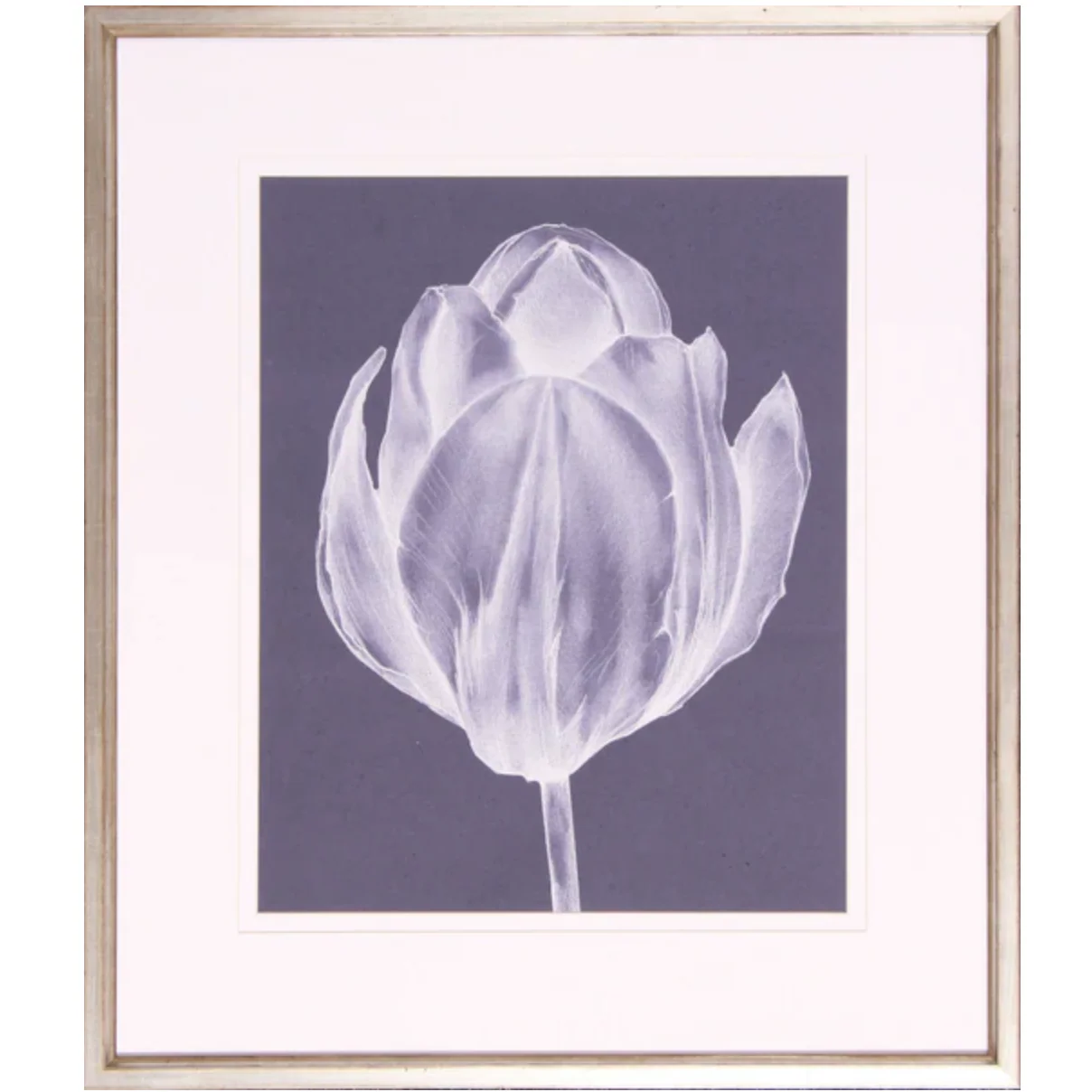 Monochrome Tulip I