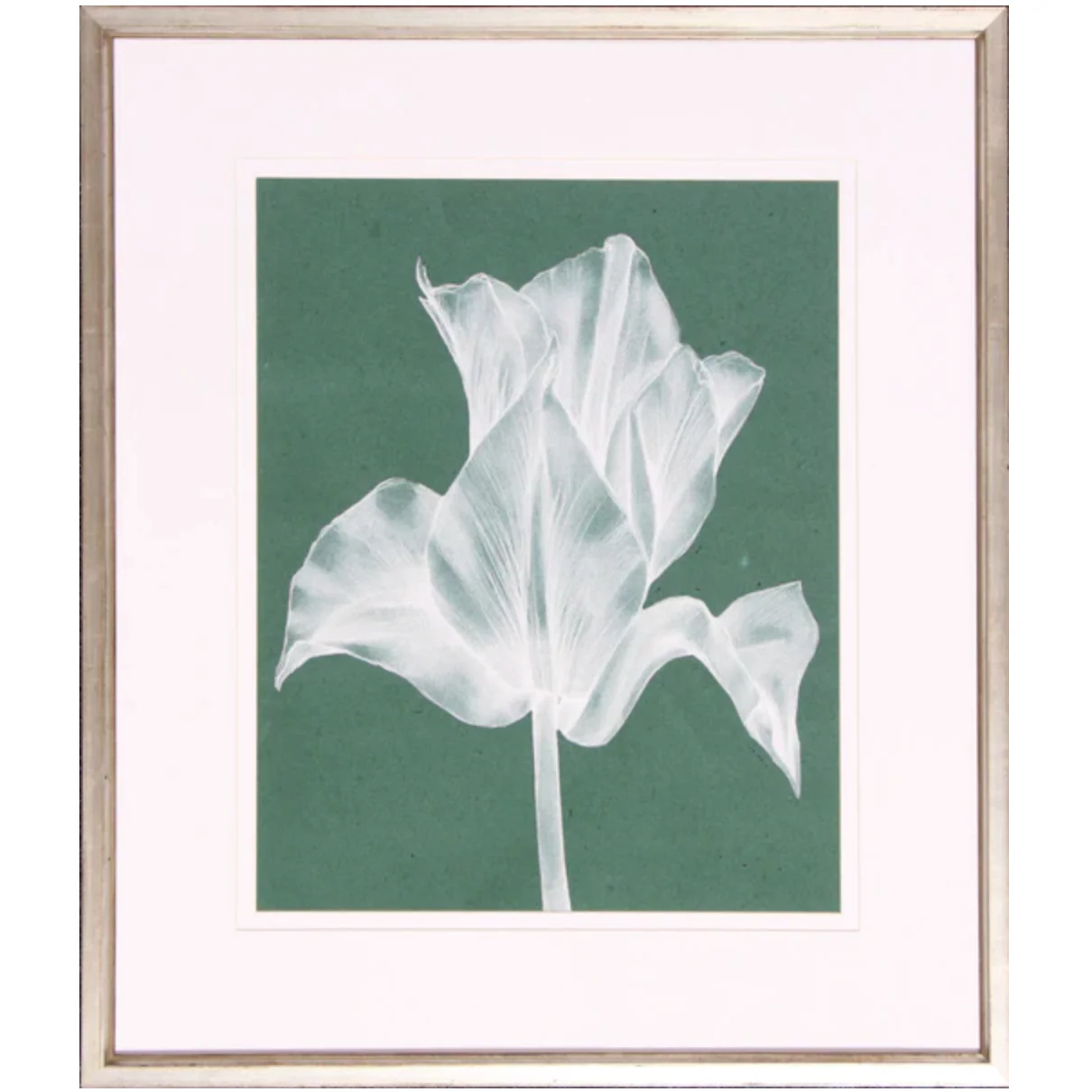 Monochrome Tulip IV