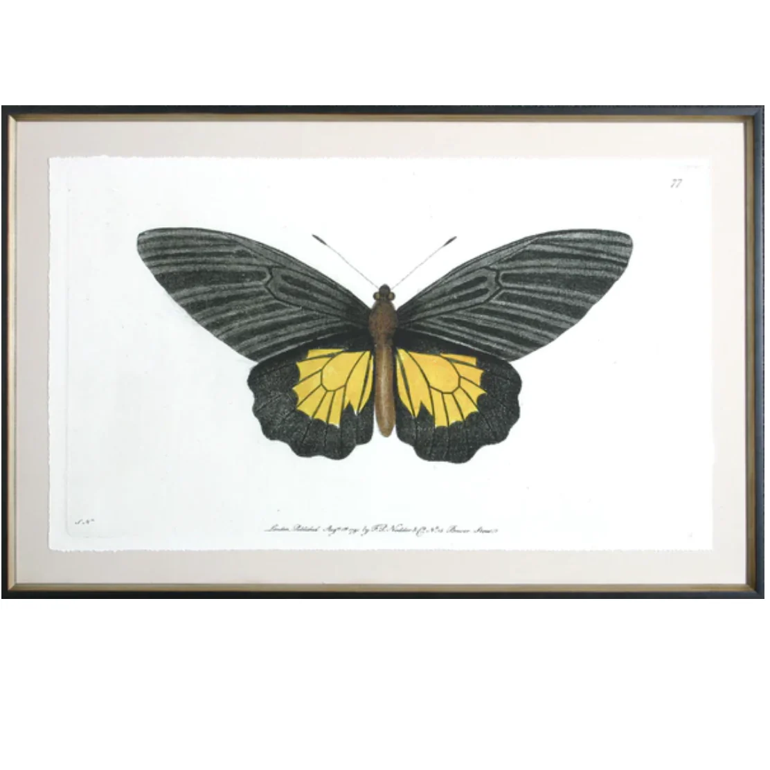 Antique Moth II