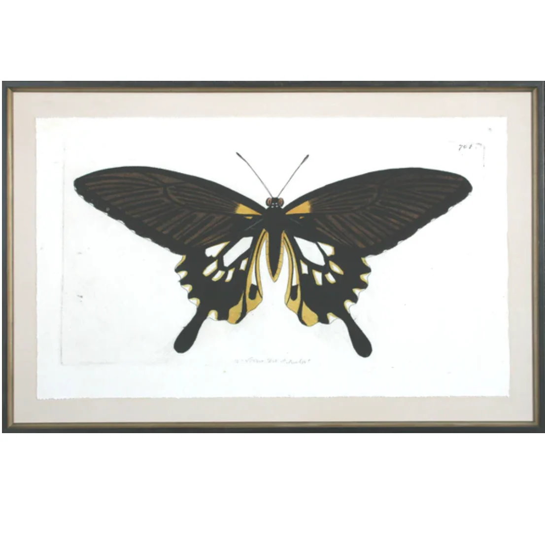 Antique Moth III