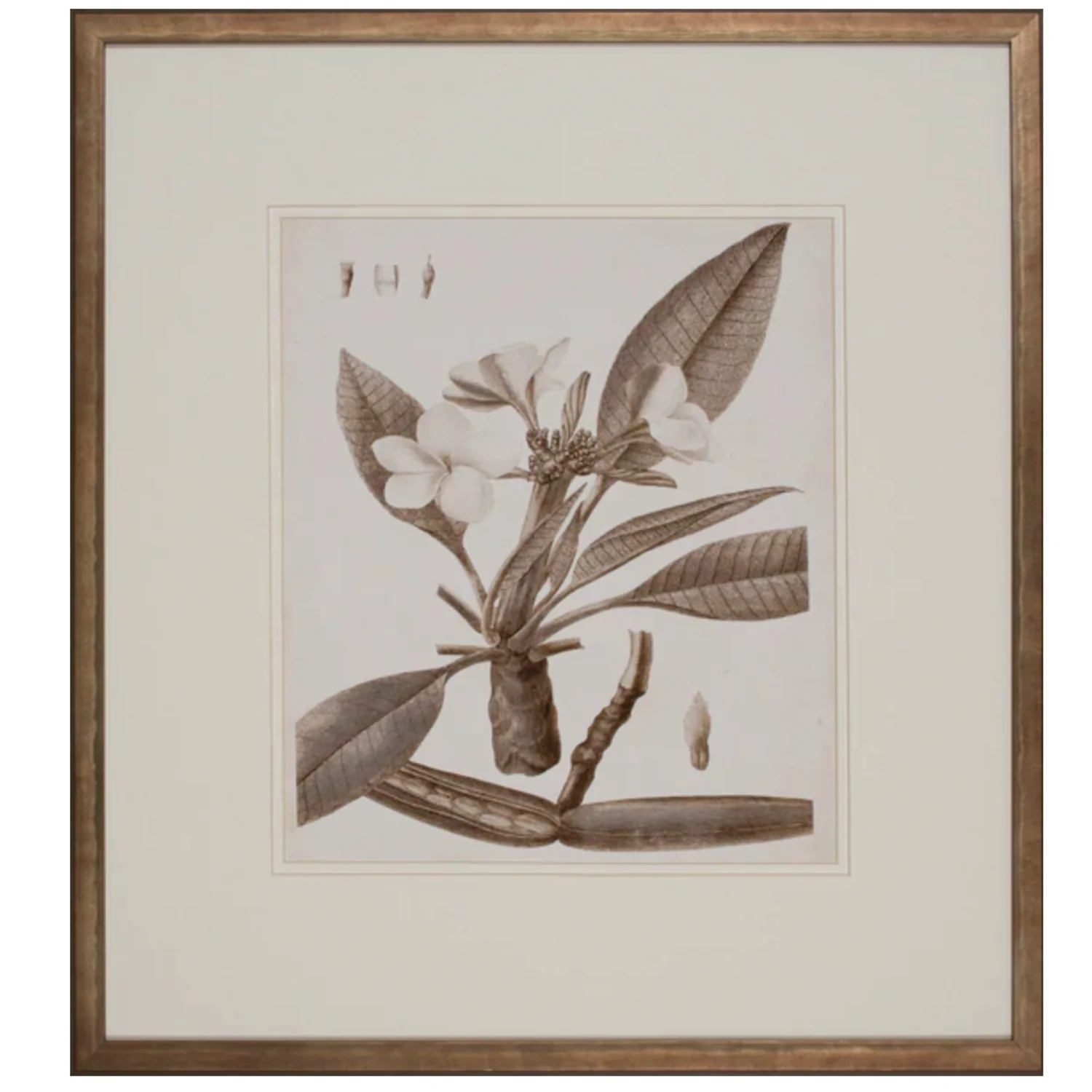 Antique Sepia Botanical II