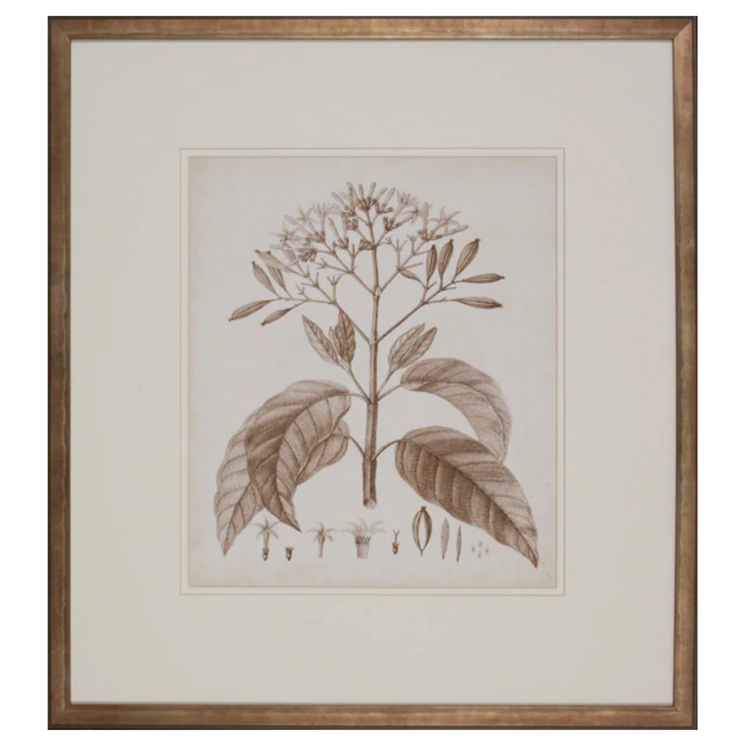 Antique Sepia Botanical III