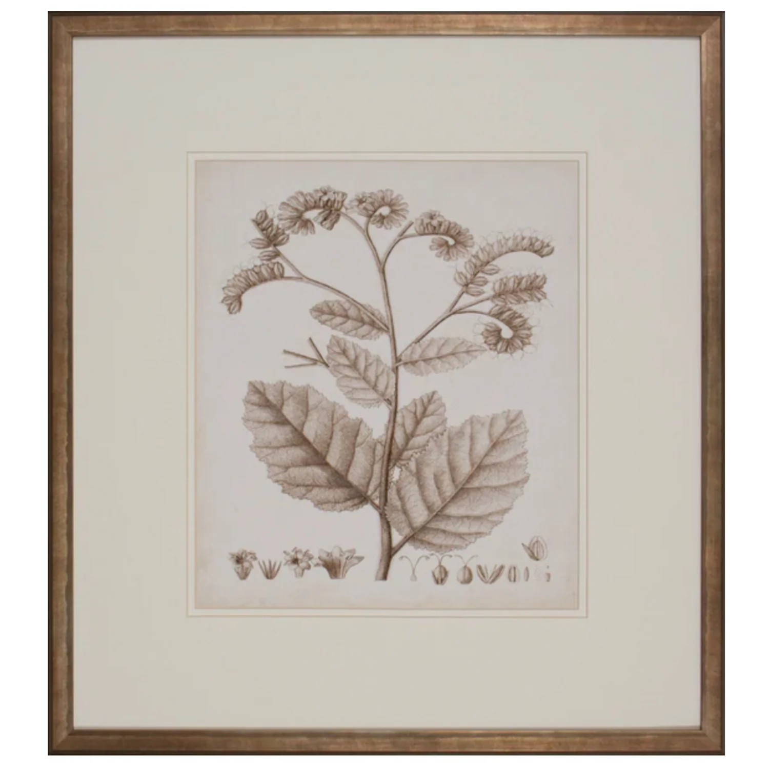 Antique Sepia Botanical IV