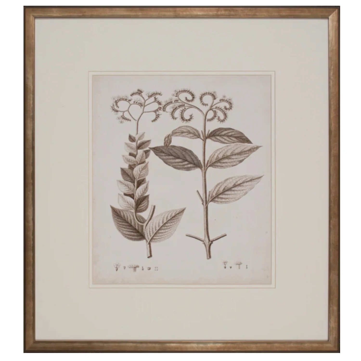 Antique Sepia Botanical VI