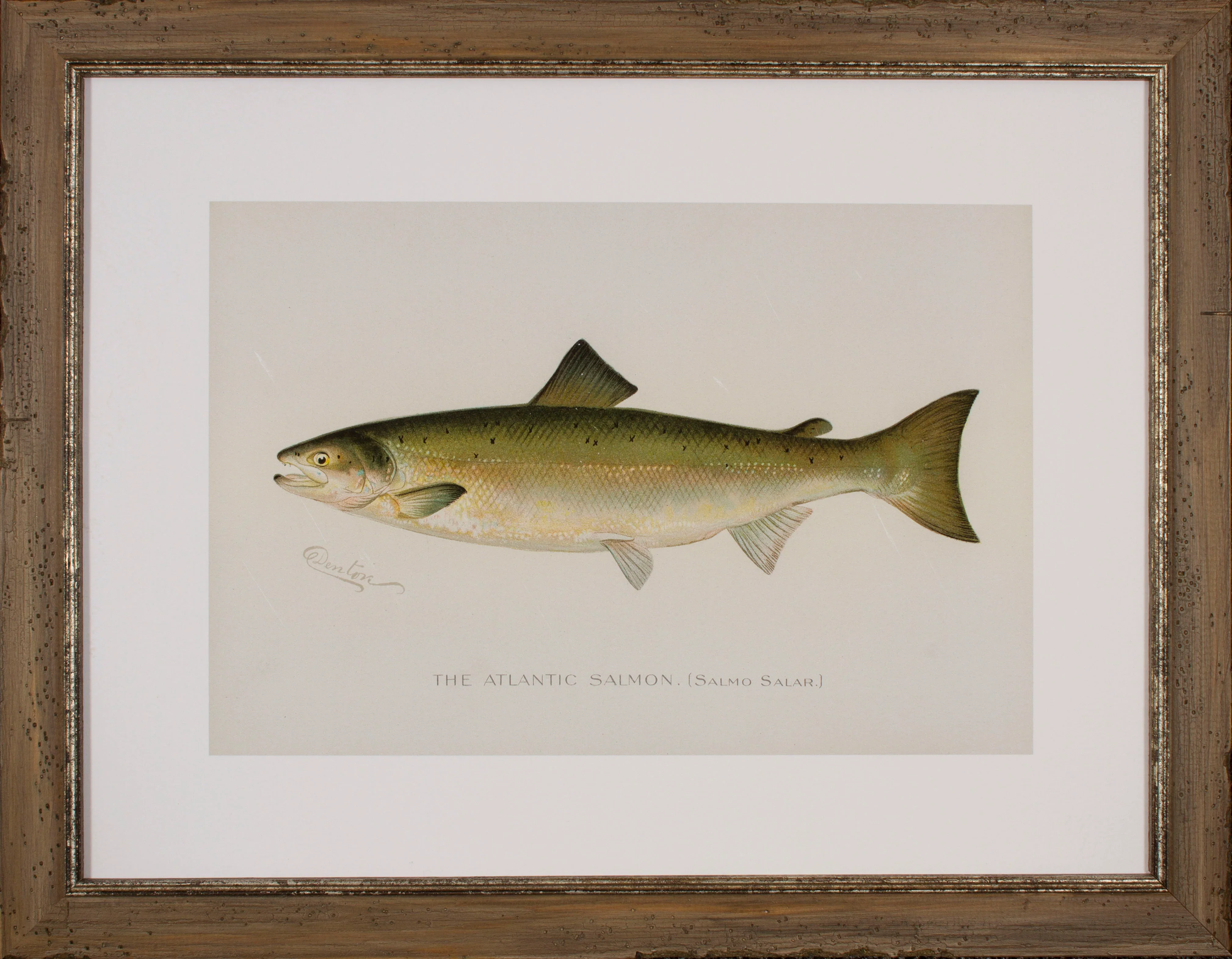 Atlantic Salmon